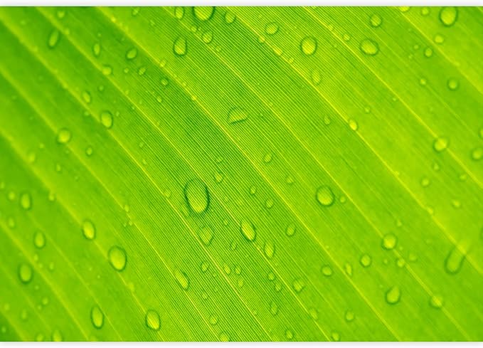 wall26 - Closeup Drops of Water Under Banana Leaf Texture - Removable Wall Mural Self-Adhesive Large Wallpaper - 100x144 inches